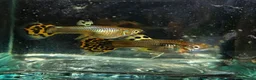 Live Bearers fish for sale: Stunning Yellow Cobra Guppy Groups in Gloucester - Advert 1