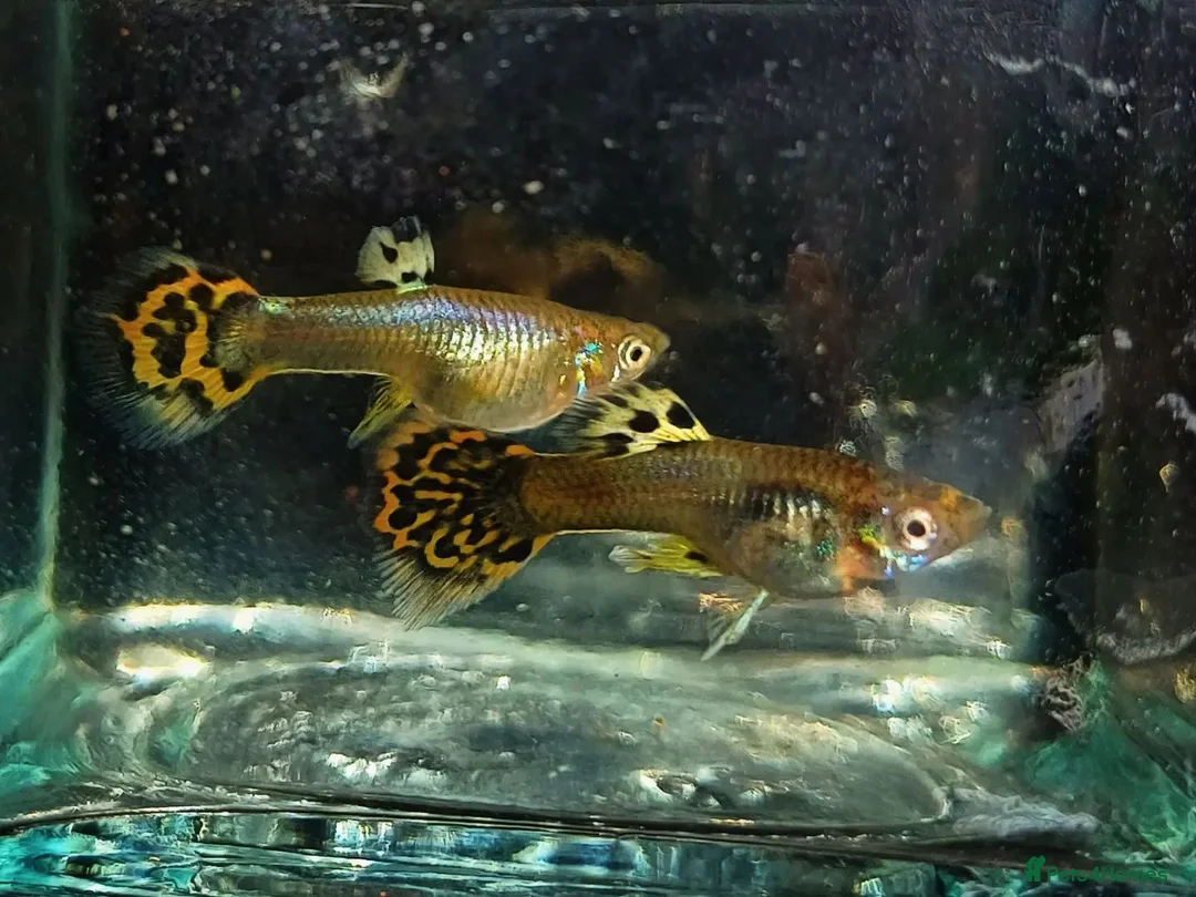 Live Bearers fish for sale: Stunning Yellow Cobra Guppy Groups in Gloucester - Advert 1