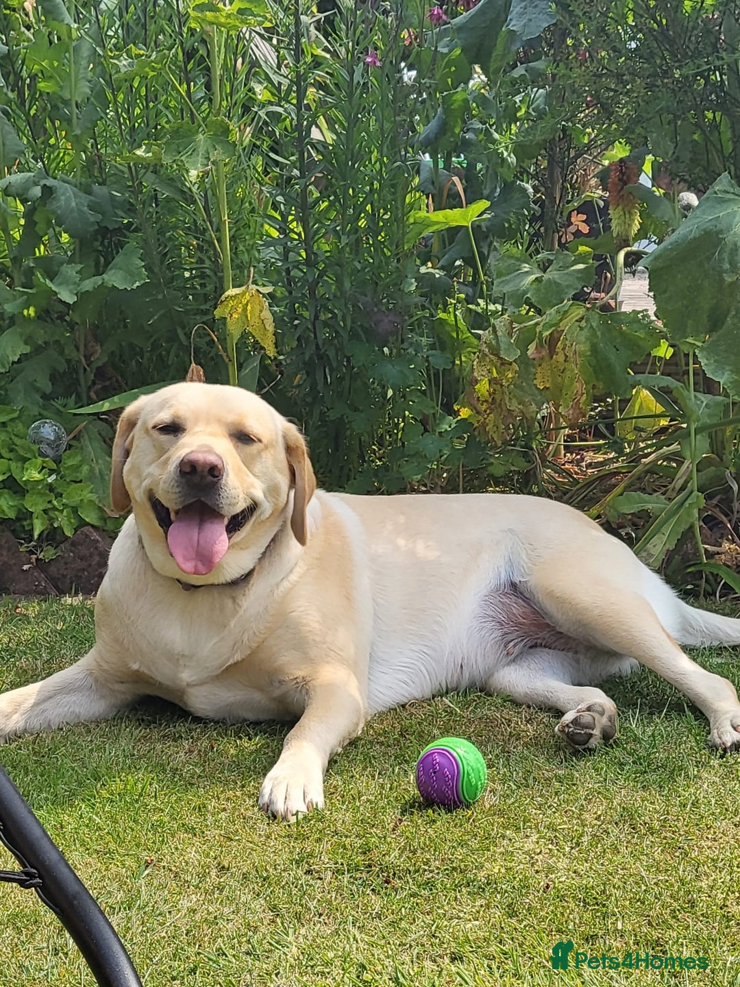 Labrador Retriever dogs for sale: 3 beautiful labrador puppies - Image 7