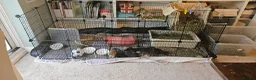 Mini Lop rabbits for sale: Baby Bunnies - very tame! in Malvern - Advert 9
