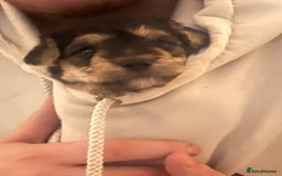 Mixed Breed dogs for sale: Adorable jackacavapoo puppies only 2 left  - Image 9