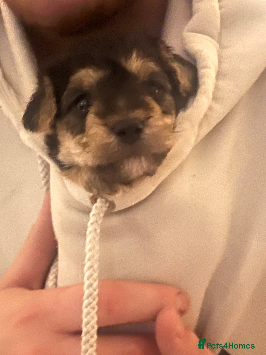 Mixed Breed dogs for sale: Adorable jackacavapoo puppies only 2 left  - Image 9