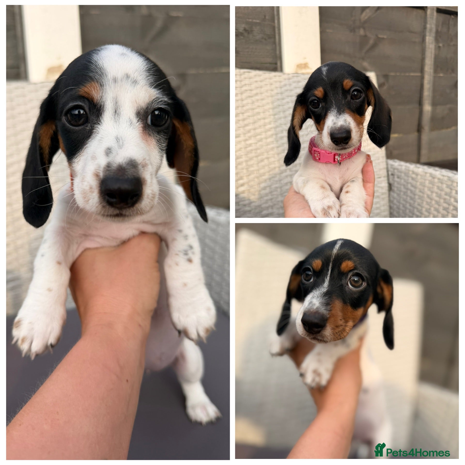 Dachshund dogs 3 adorable small dachshund girls available  - Advert 1