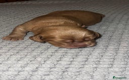 Cocker Spaniel dogs for sale: 🐶🐶🐶6 STUNNING WORKING COCKER SPANIELS🐶🐶🐶 - Image 22