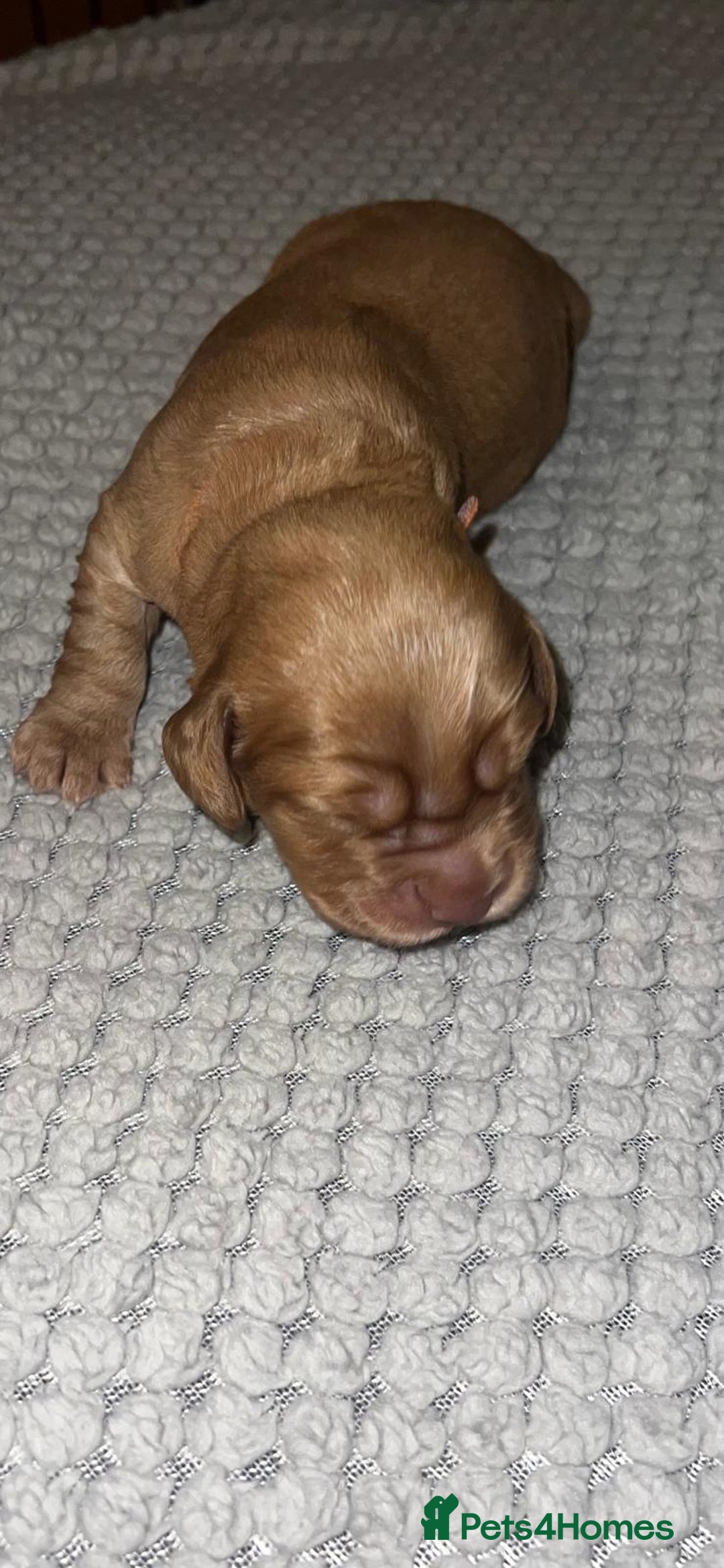 Cocker Spaniel dogs for sale: 🐶🐶🐶6 STUNNING WORKING COCKER SPANIELS🐶🐶🐶 - Image 22