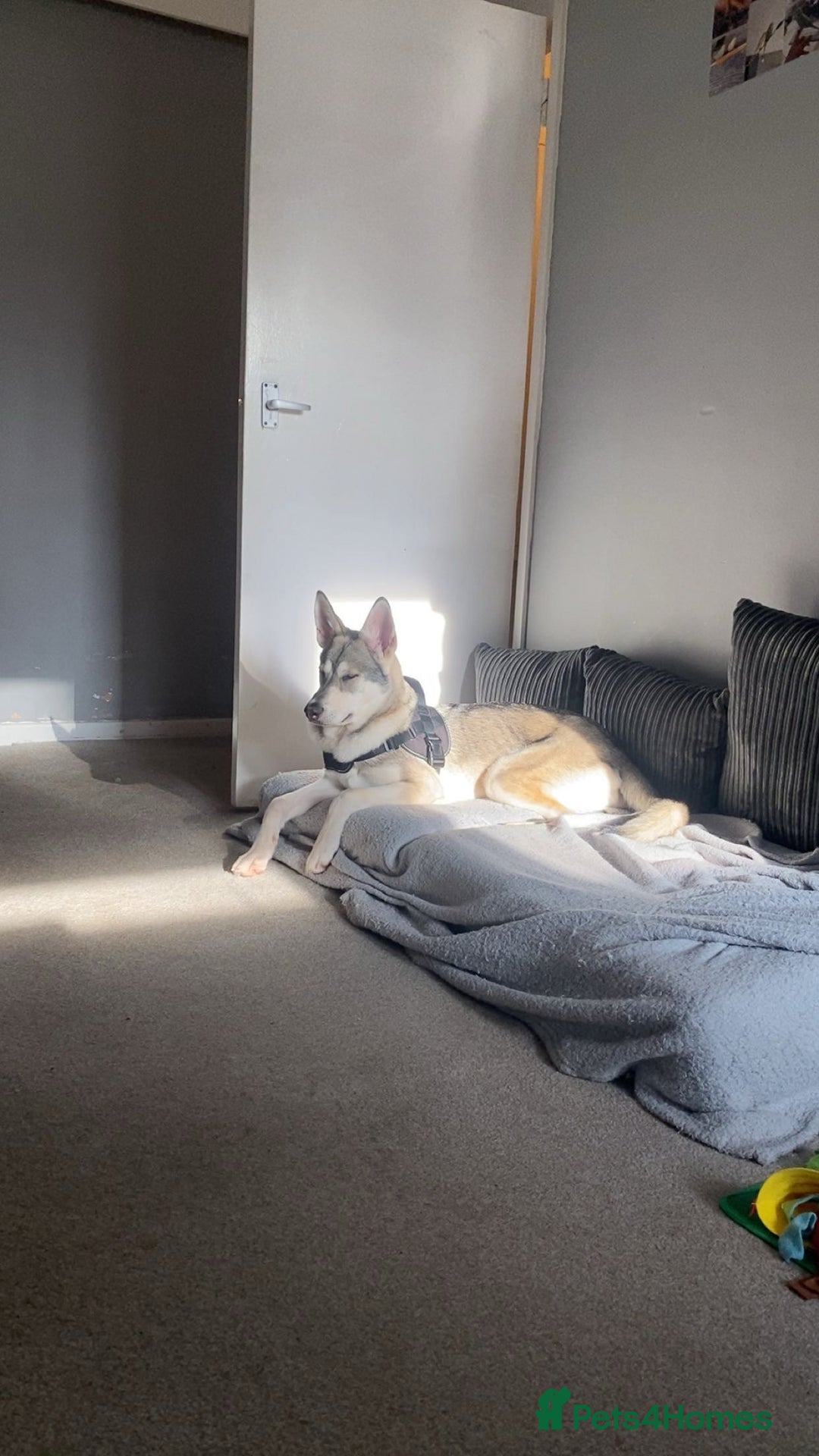 Shepsky dogs for sale: Miss Alisha packe - Advert 1