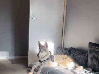 Shepsky dogs Miss Alisha packe - Advert 1