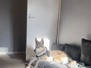 Shepsky dogs Miss Alisha packe - Advert 1