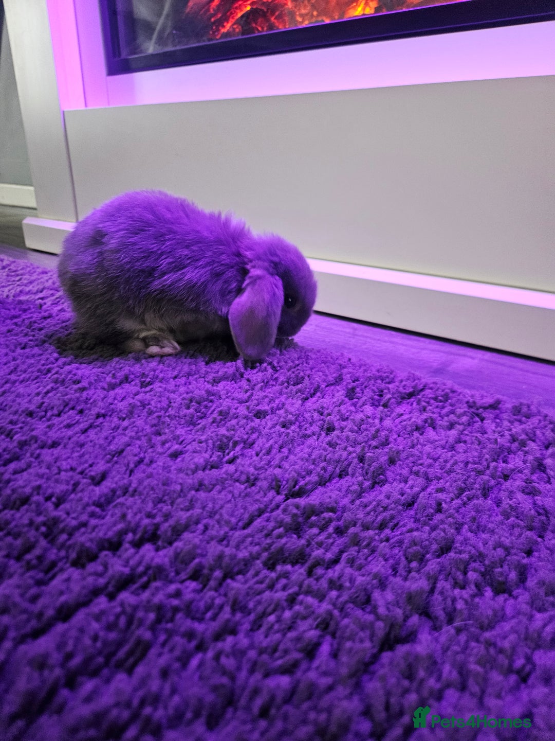 Mini Lop rabbits for sale: Baby min lops  - Image 7