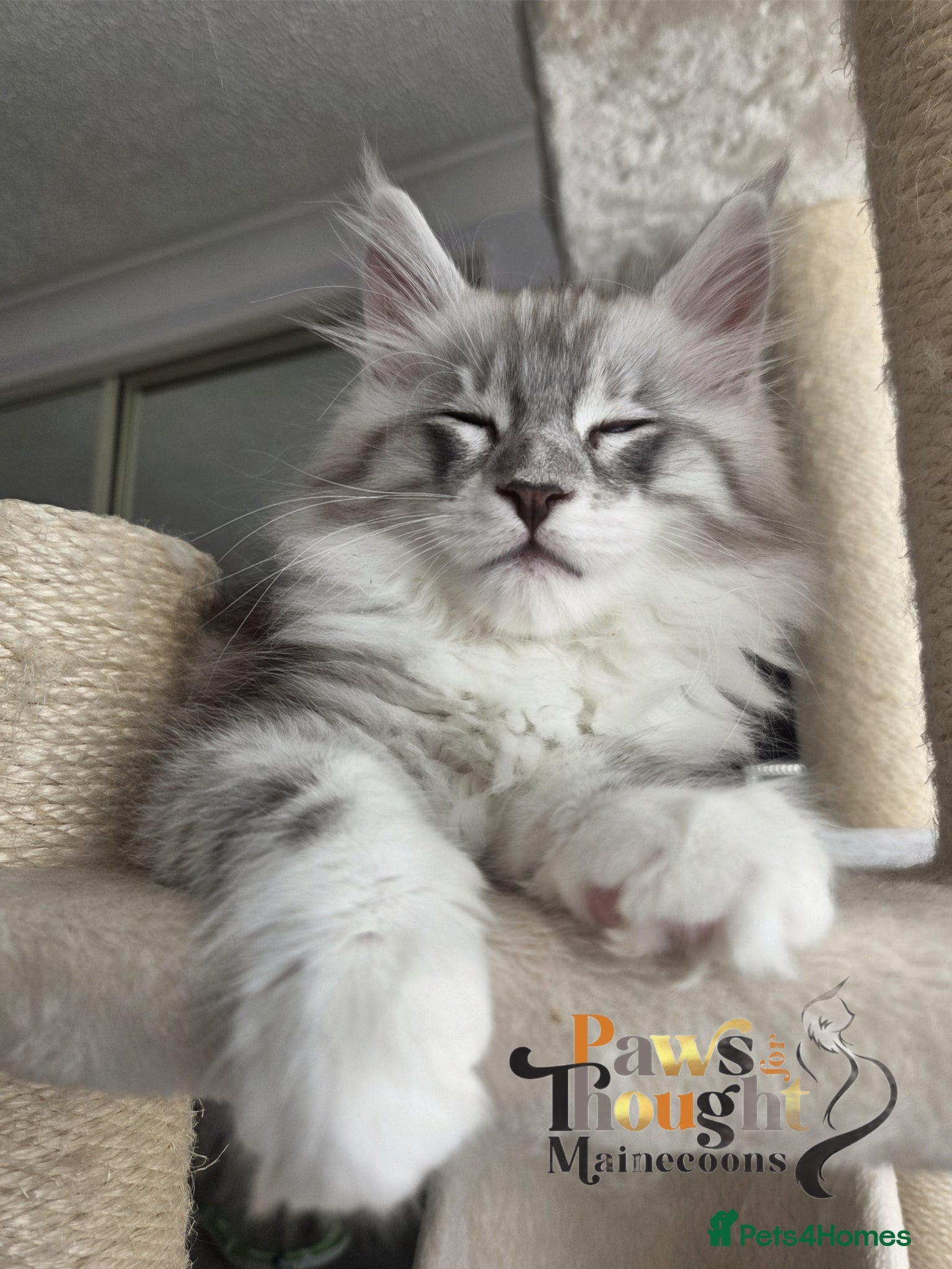 Maine Coon cats Outstanding Quality shaded line Boys - Advert 1