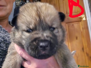 Mixed Breed dogs Chowsky puppies ready to go chow x siberian husky - Advert 16