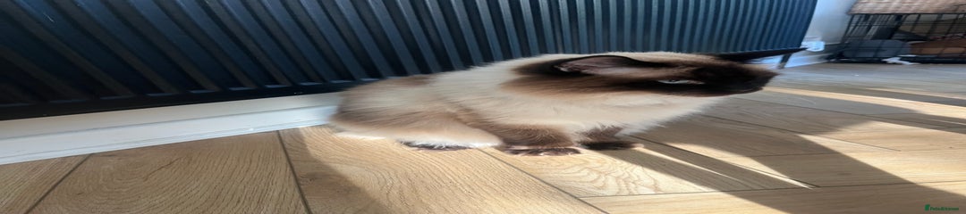 Ragdoll Cat - Hugo 