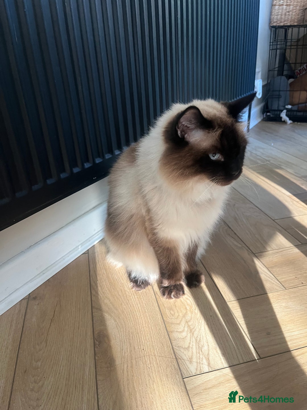 Ragdoll cats for sale: Ragdoll and Himalayan Persian for adoption/sale - Image 3
