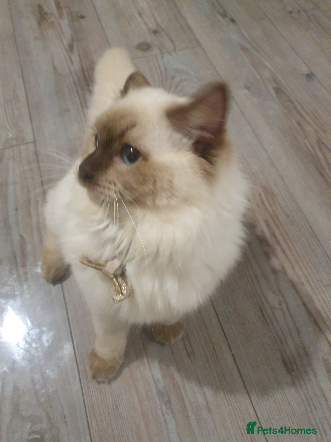 Ragdoll cats for sale: 6.5Months RagdollBoys - Advert 21