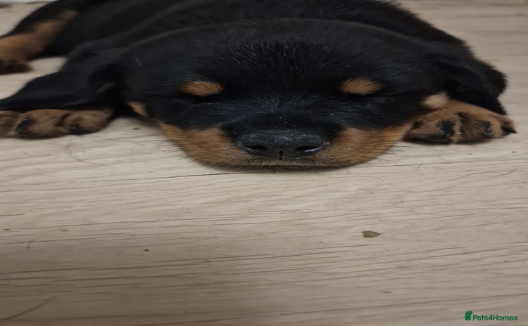 Rottweiler dogs - Advert 1