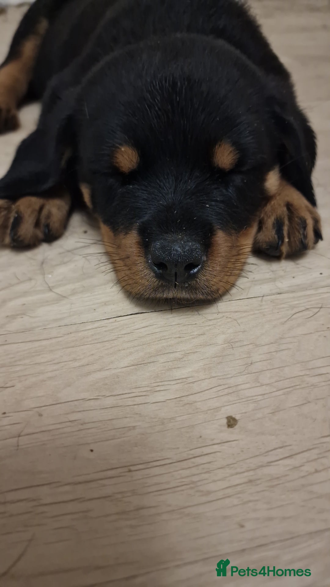 Rottweiler dogs for sale: KC Rottweiler Puppies - Image 9