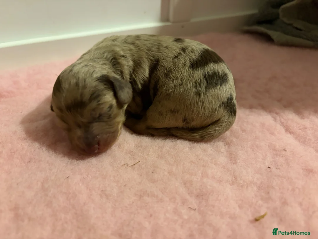 Cockapoo dogs for sale: Beautiful litter of f1b cockapoo girls - Advert 12