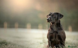 Labrador Retriever dogs for sale: Equal parts adventure and sofa buddies (Labradors) - Image 23
