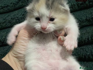 American Shorthair cats Mix colour litter girls and boys very docile - Advert 3