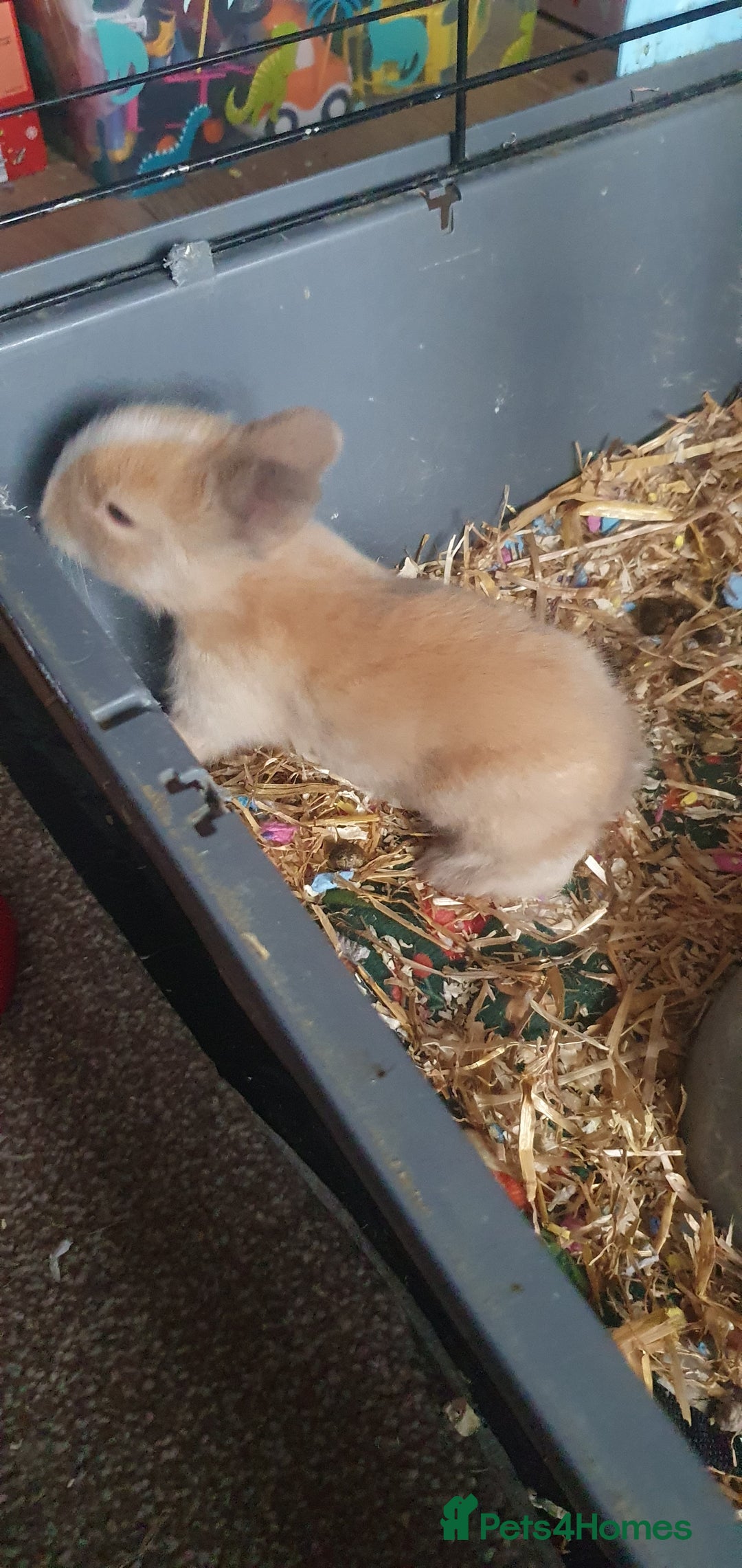 Lionhead rabbits for sale: Double main lionheads - Advert 7