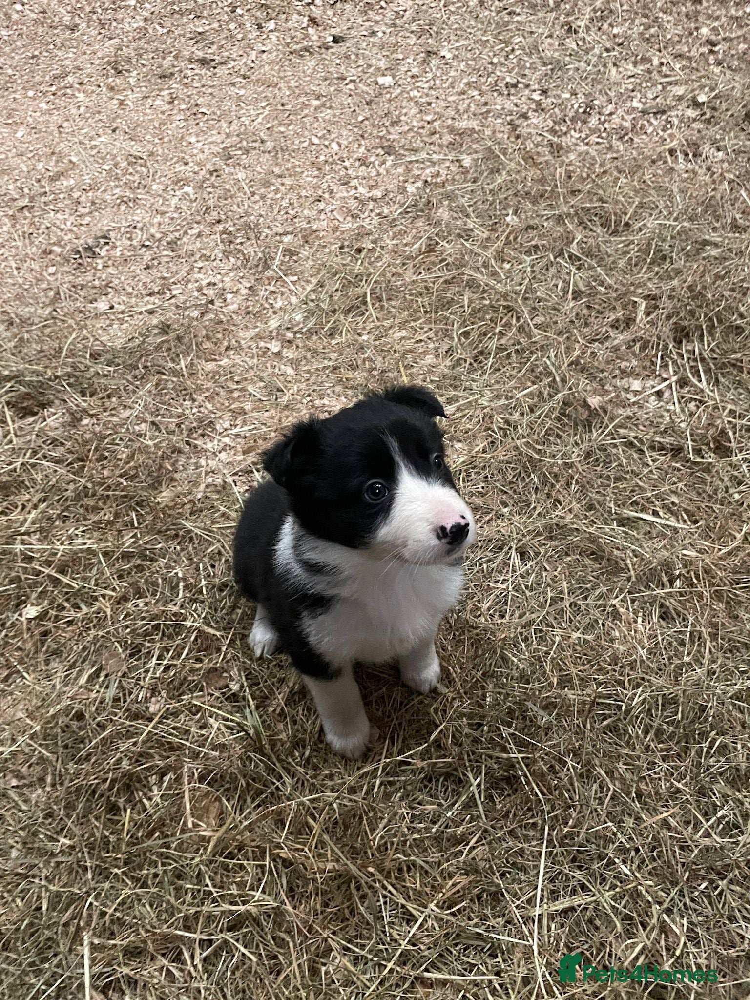 Border Collie dogs Border collie puppy’s  - Advert 2