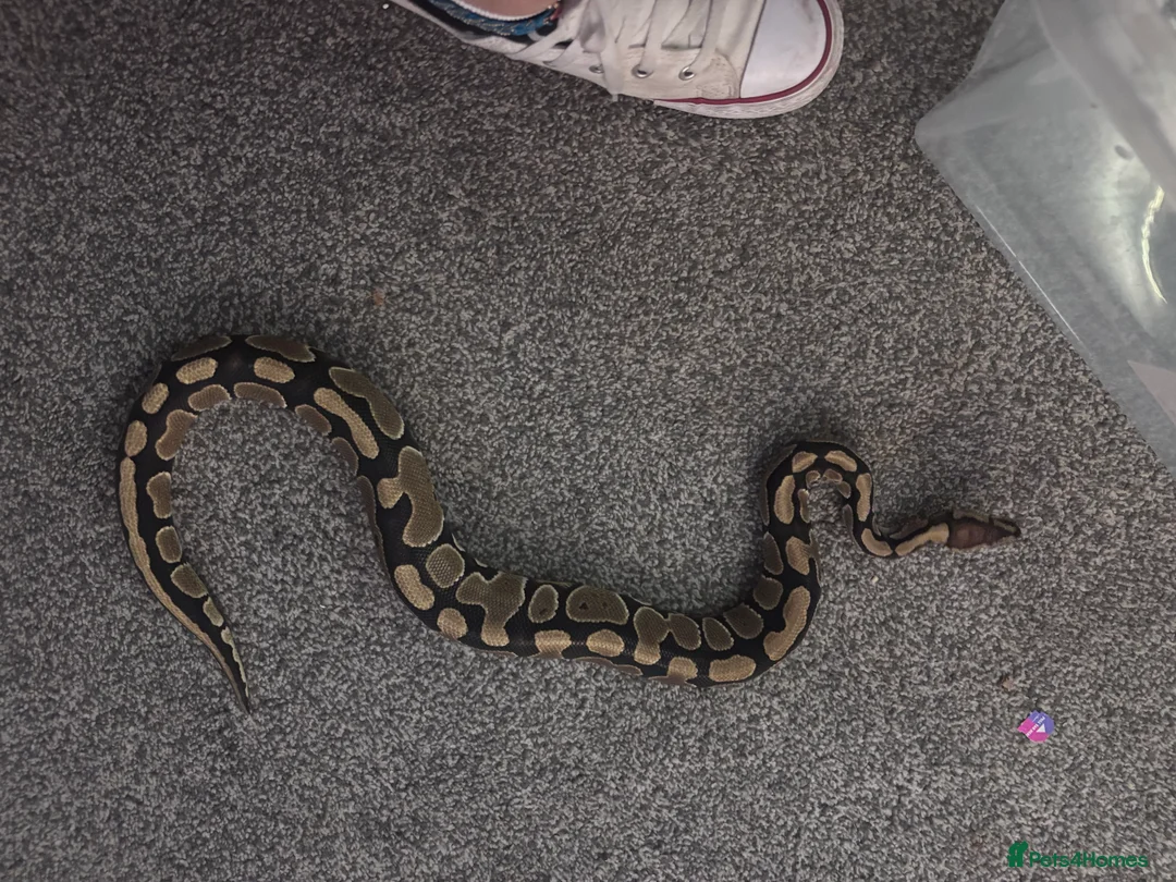 Python Snake reptiles for sale: Ball python snake - Advert 4