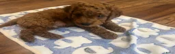 Cockapoo dogs for sale: Cockapoo Puppies- only 1 remaining - ready now  - Advert 12