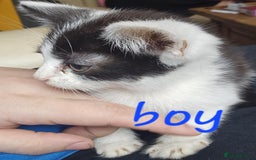 Mixed Breed cats for sale: 3 adorable kittens for sale  - Image 3