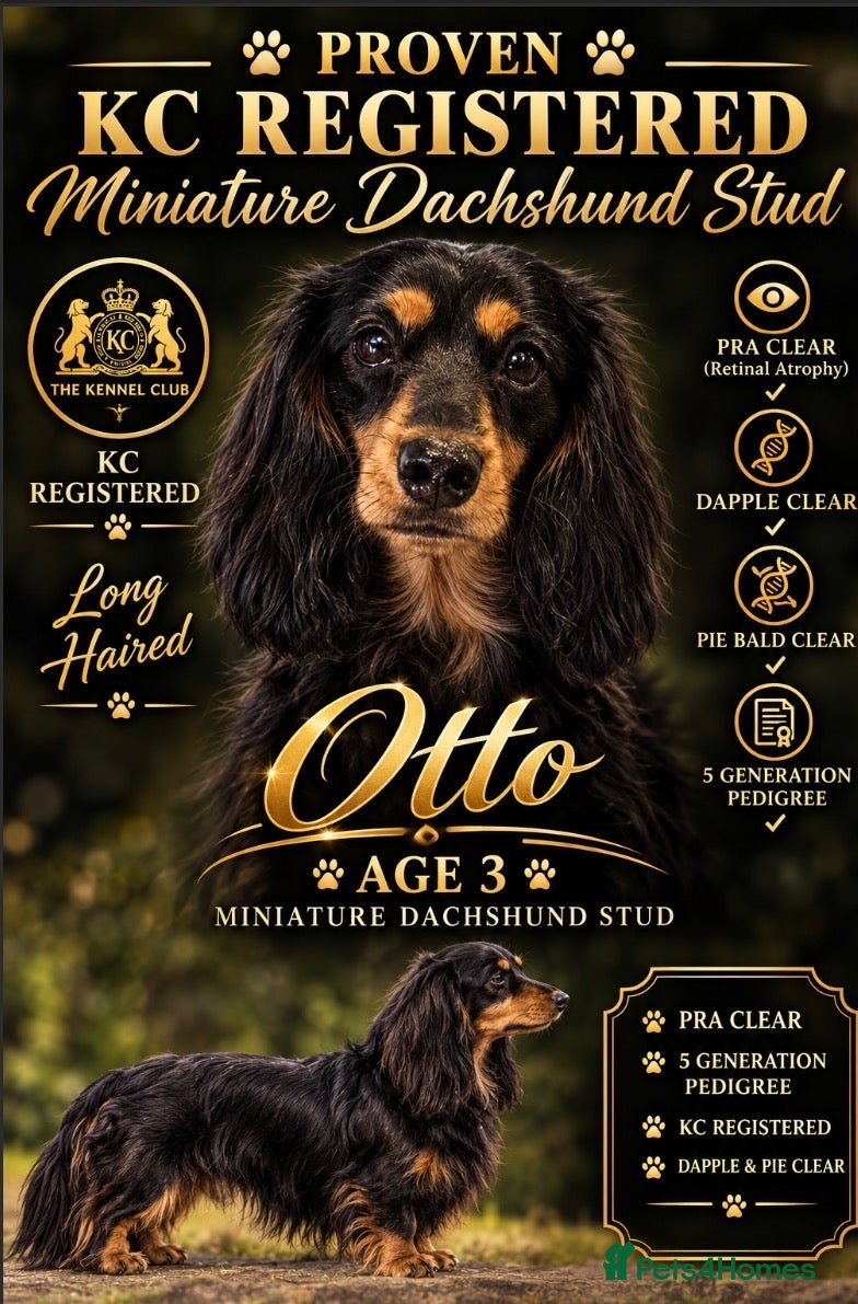 Miniature Dachshund dogs for stud: 🔥Proven KC Registered Miniature Dachshund Stud🔥  - Advert 4