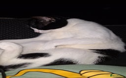 Mixed Breed cats for sale: 9 month old kitten.  - Advert 5