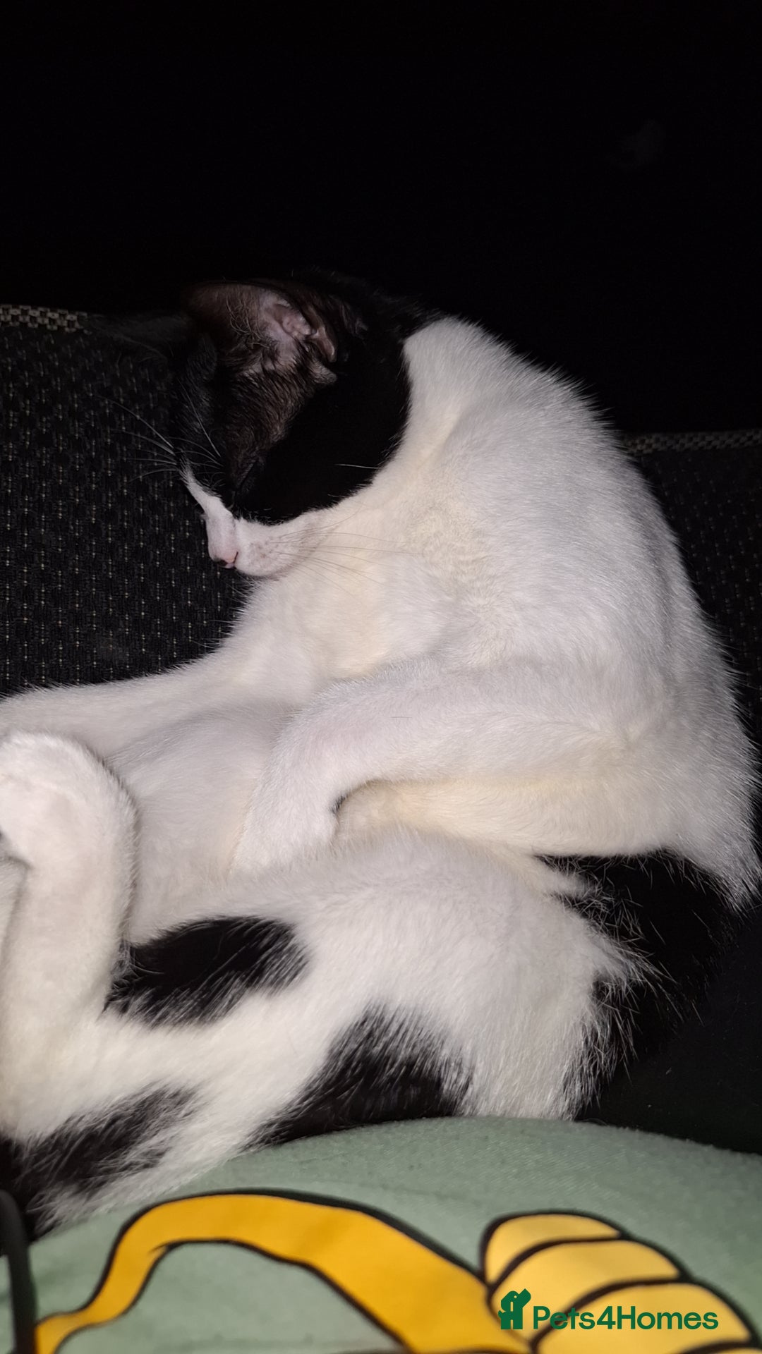 Mixed Breed cats for sale: 9 month old kitten.  - Advert 5
