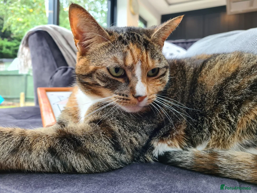 Mixed Breed cats for sale: Indoor female cat - Advert 2