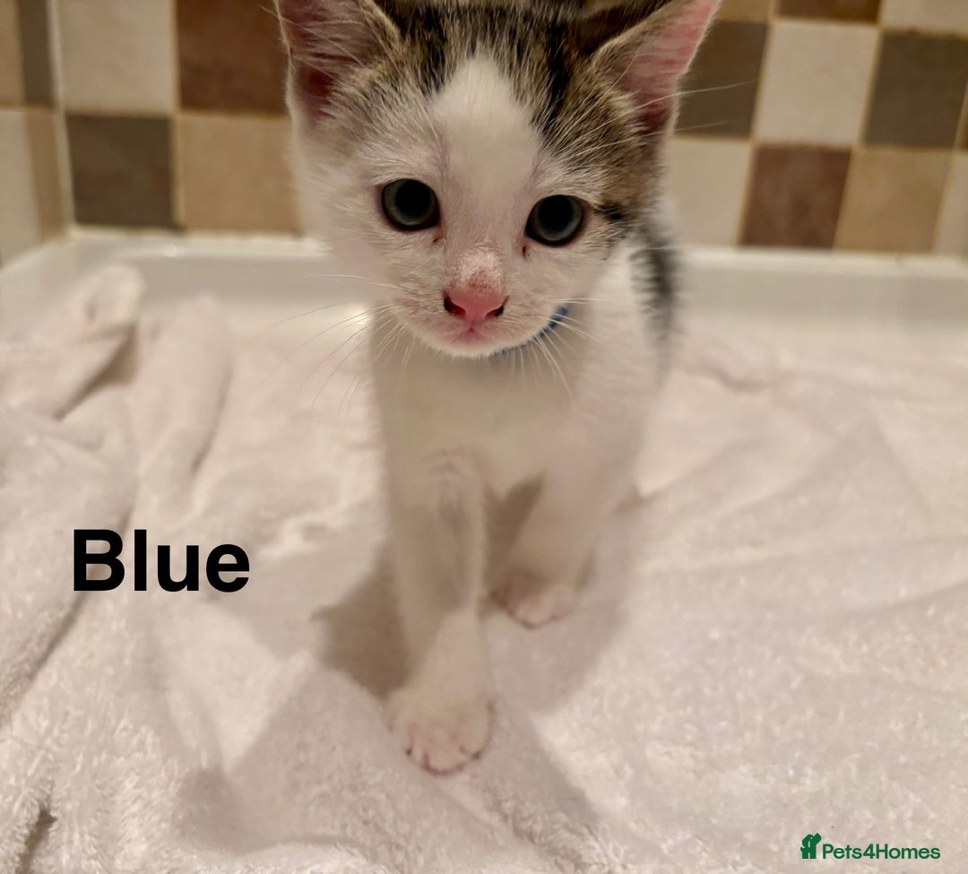 British Shorthair cats for sale: Beautiful kittens  - Image 5
