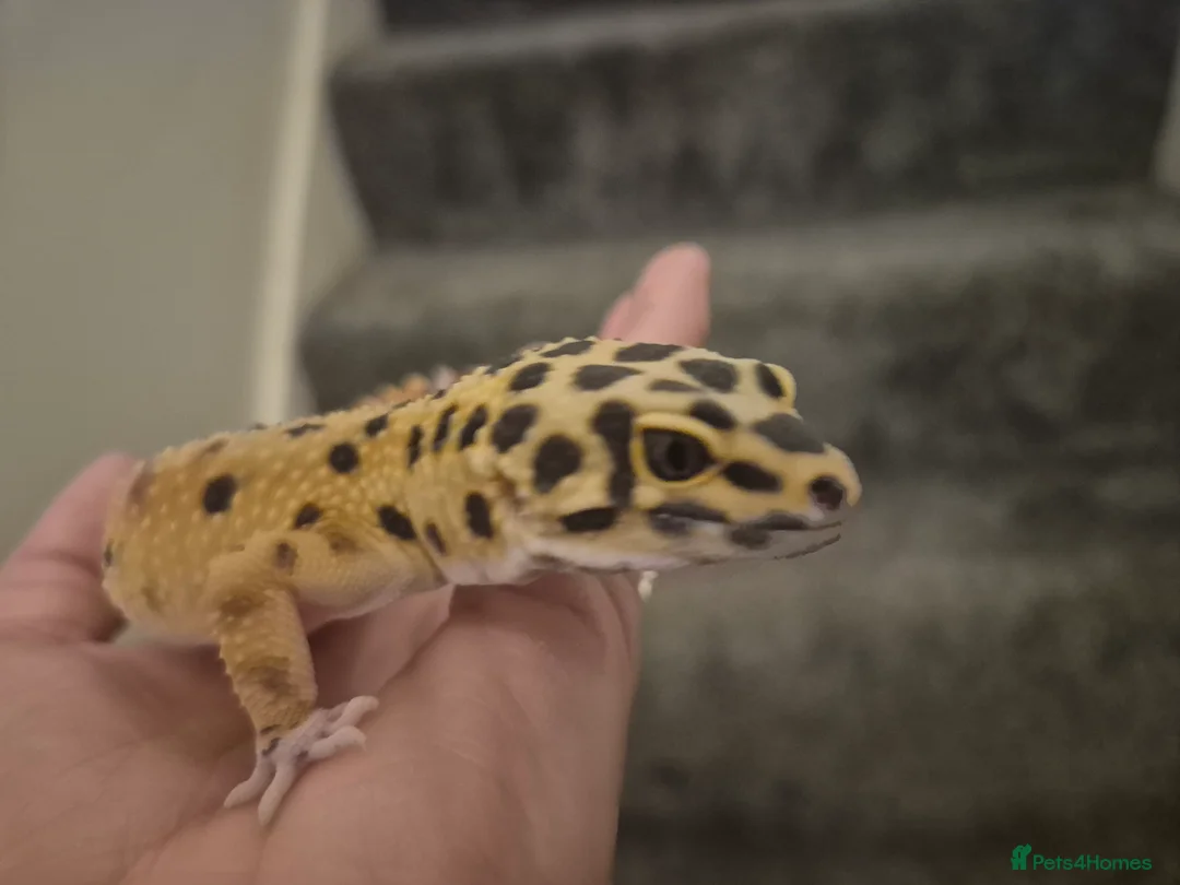 Leopard Gecko reptiles for sale: Leopard gecko - Advert 1
