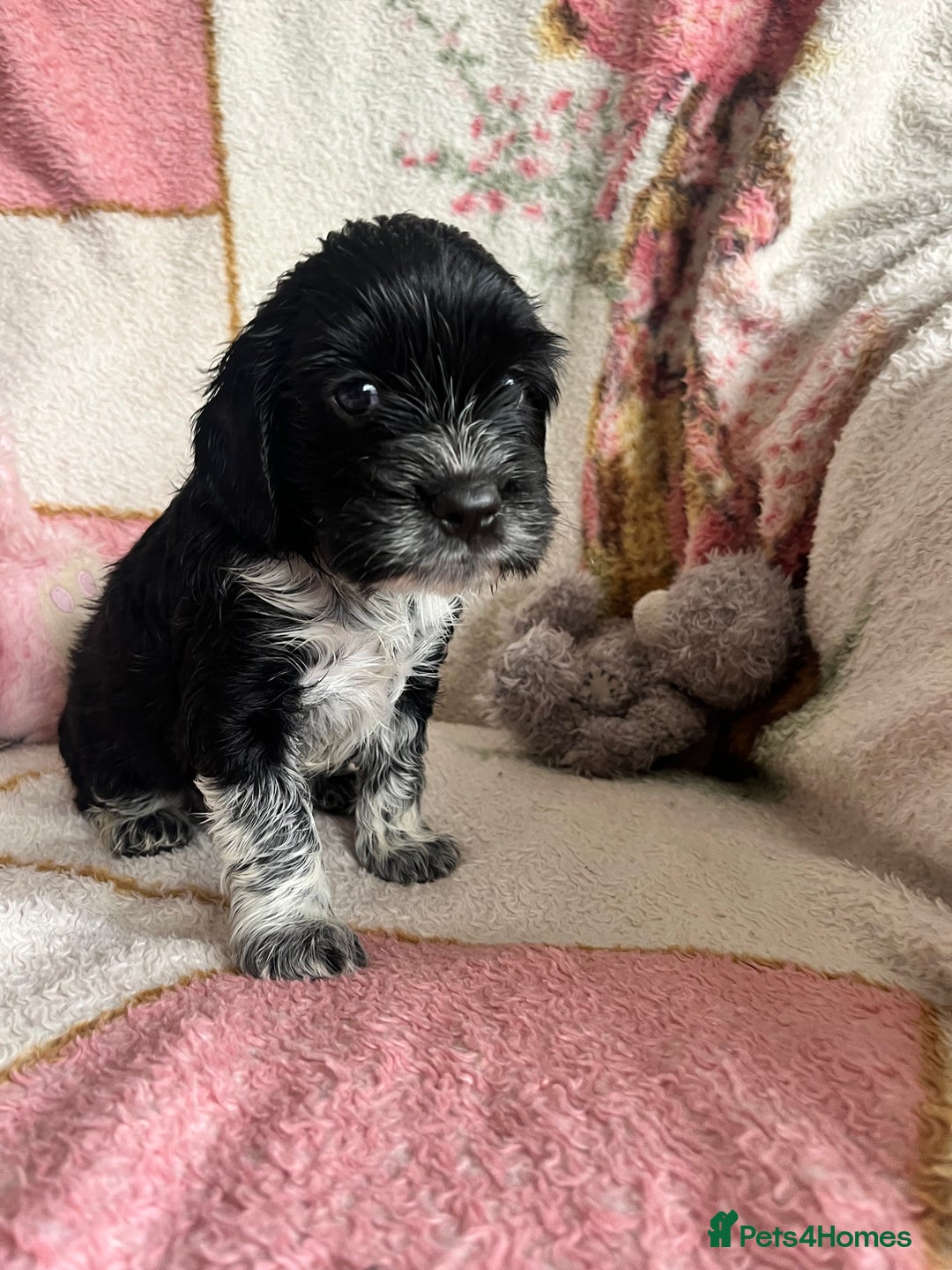 Mixed Breed dogs for sale: Beautiful Cavapoo Puppies  - Image 2