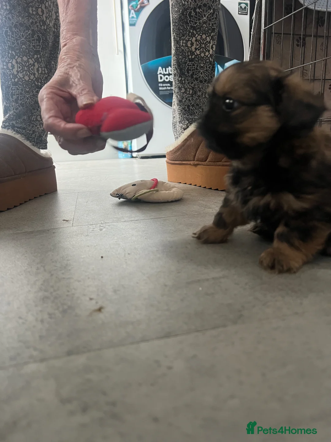 Shih Tzu dogs for sale: Stunning imperial Shih Tzu pups - Advert 2