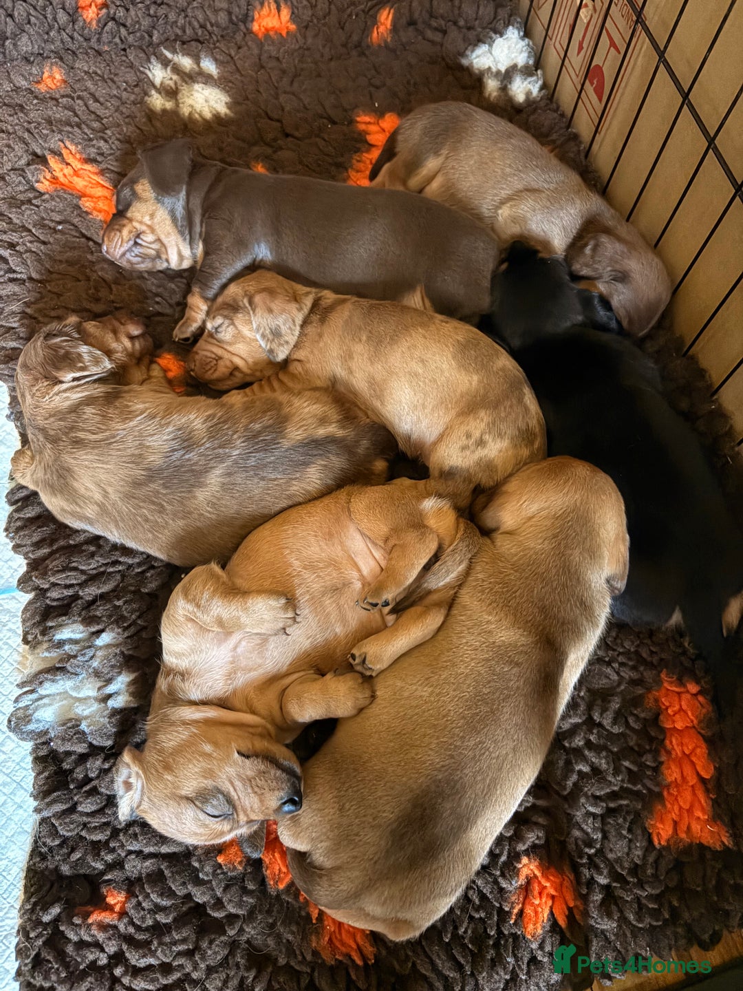 Dachshund dogs for sale: Miniature Smooth Haired Dachshunds  - Advert 25