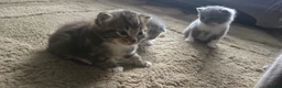 British Shorthair cats for sale: three little British Shorthair kittens - Advert 4