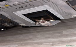 Mixed Breed dogs for sale: 21-Month Female Staff x Boston seeking active home - Advert 2