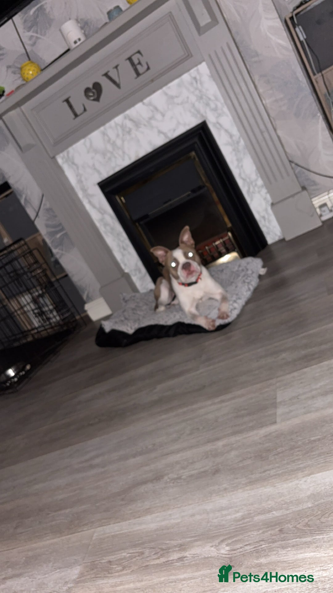 Mixed Breed dogs for sale: 21-Month Female Staff x Boston seeking active home - Advert 2