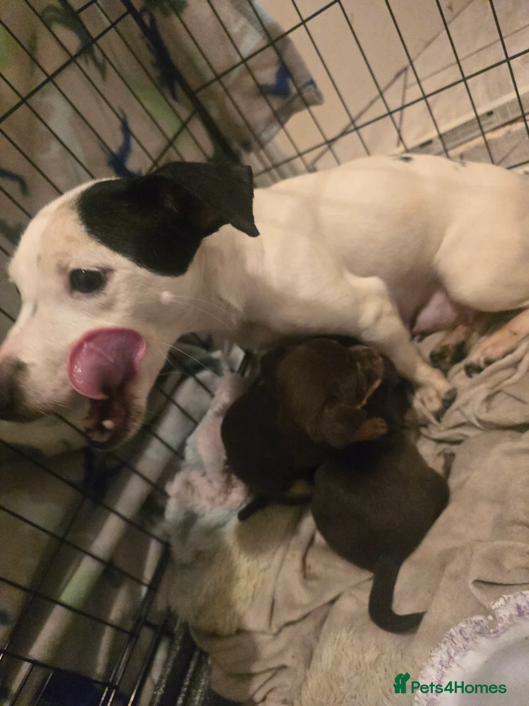 Mixed Breed dogs for sale: jack russell x chihuahua pups - Advert 10