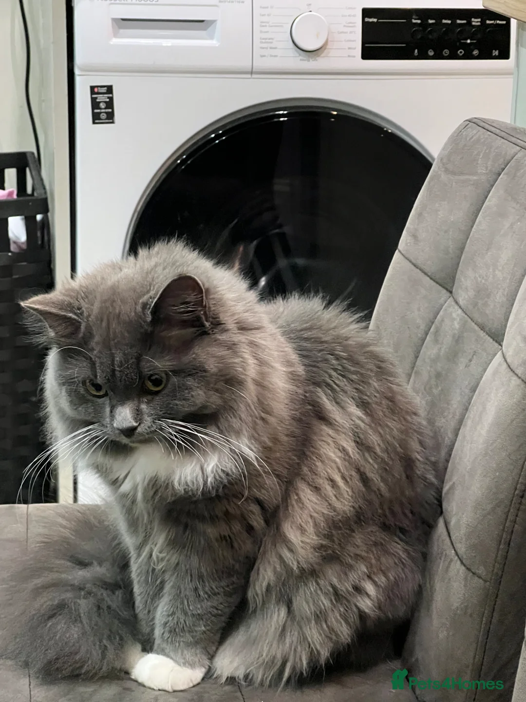 Persian cats for sale: Gorgeous cat - Advert 3