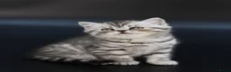 Scottish Fold cats for sale: LICENSED CATTERY Last KittenPURE BREED TOP QUALITY - Advert 9