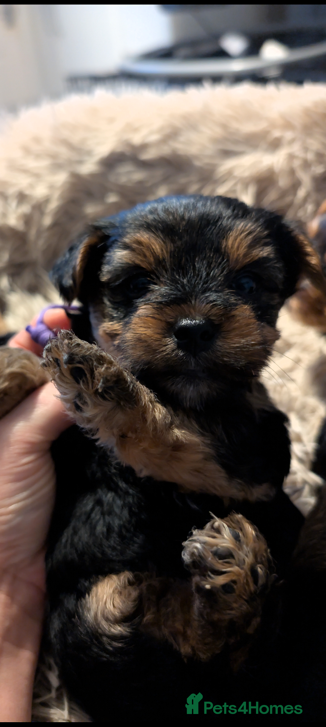 Yorkshire Terrier dogs for sale: 5 Yorkshire terriers pupies - Advert 7