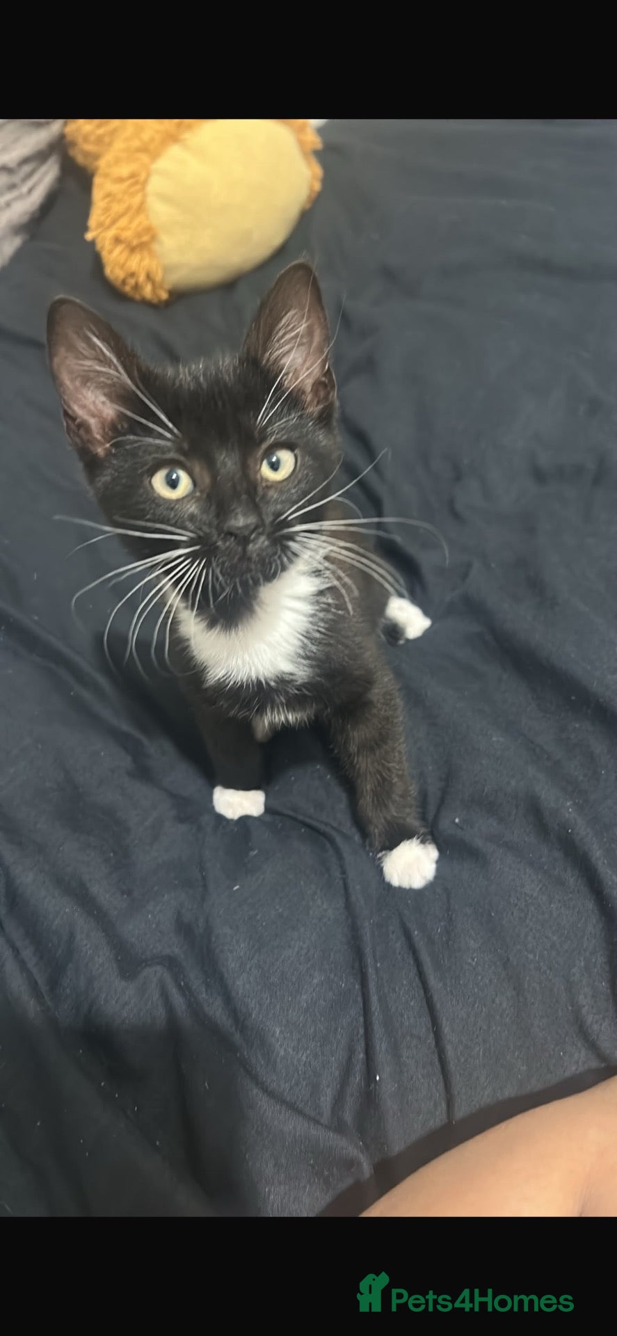 Mixed Breed cats Black and white kitten  - Advert 6