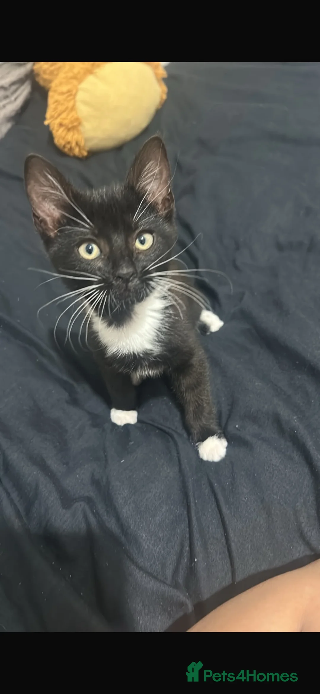 Mixed Breed cats for sale: Black and white kitten  - Advert 1