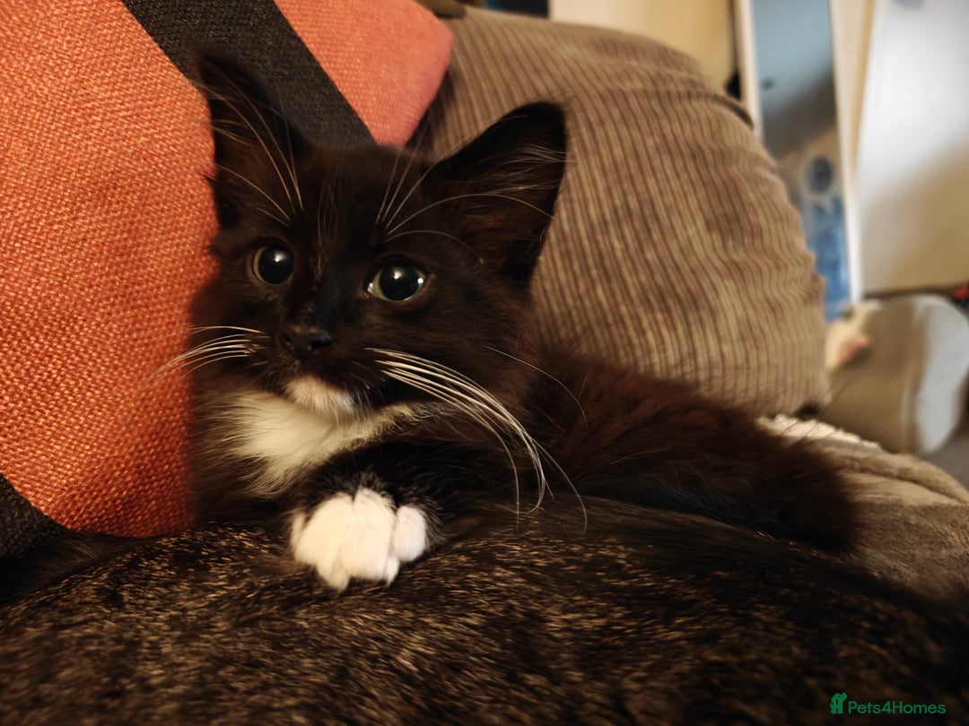 Domestic Shorthair cats for sale: Loving kittens - Image 12