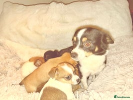 Jack Russell dogs - Advert 4