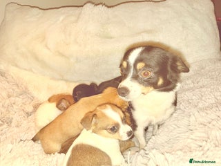 Jack Russell dogs - Advert 2