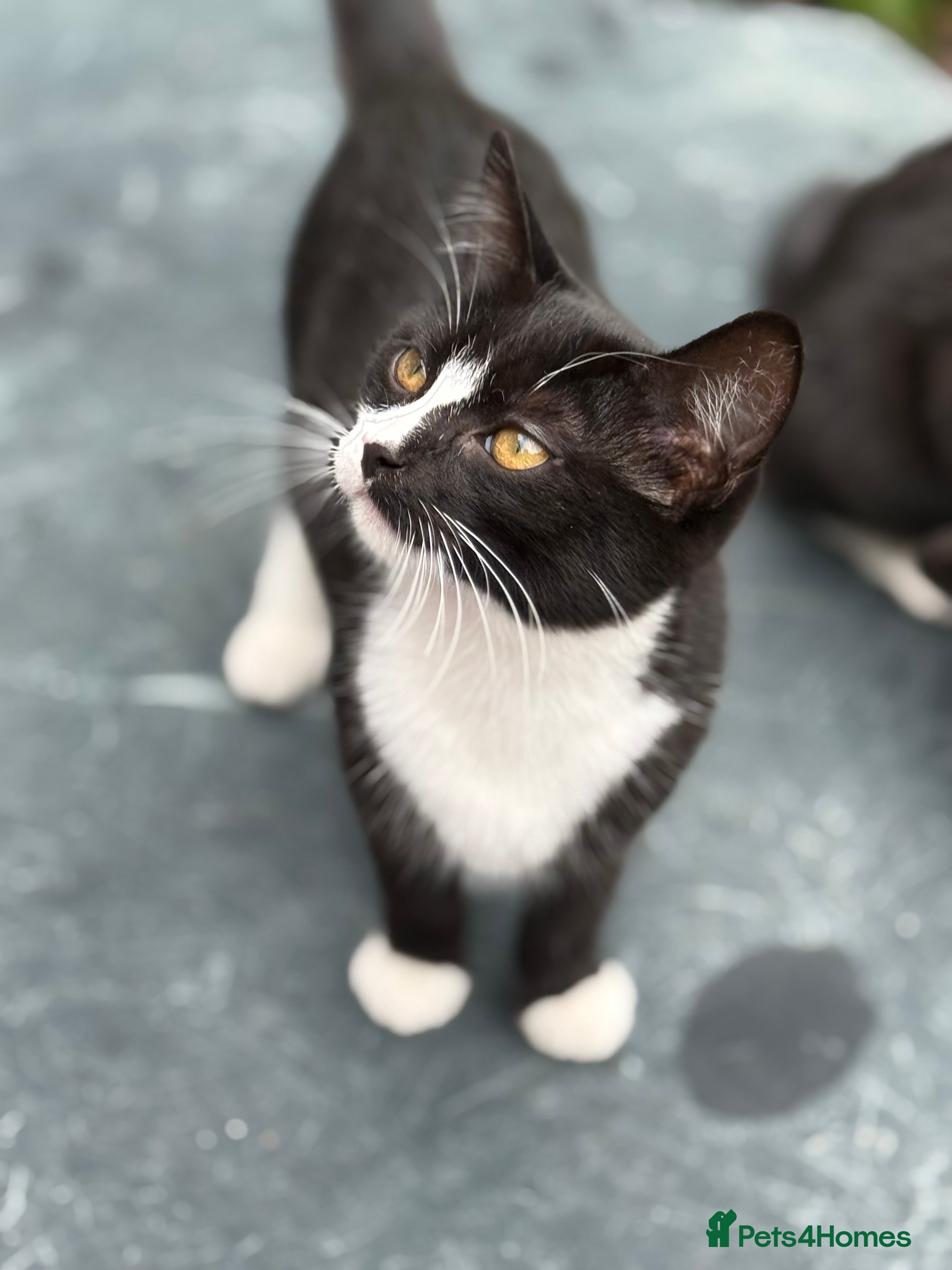 Mixed Breed cats black and white kittens - Advert 11